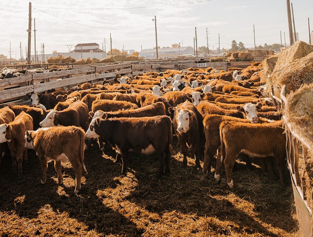 Hereford cattle in Torrington Livestock cattle pen