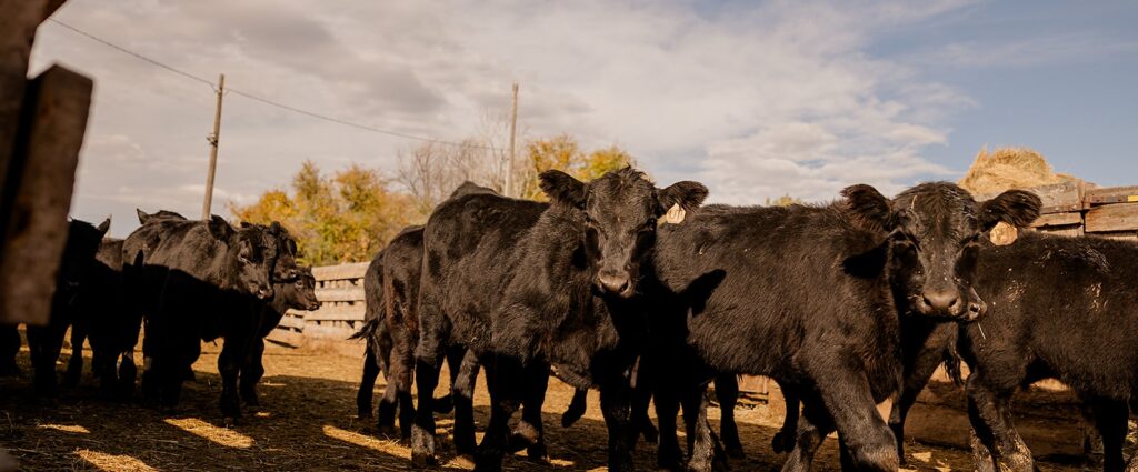 Herd of Black Angus cattle in the Torrington Livestock pens
